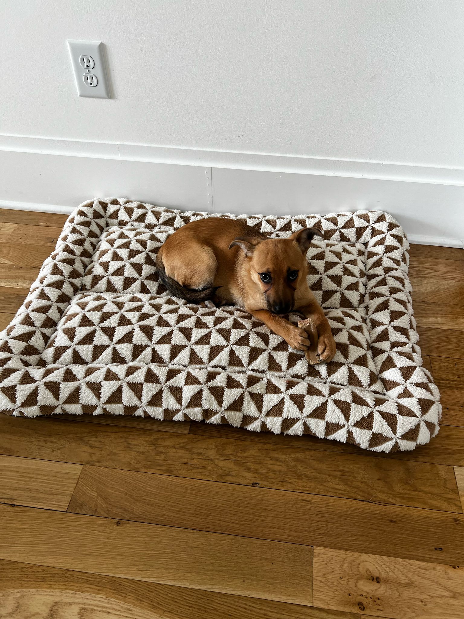 Small brown dog lying on a geometric-patterned pet bed on hardwood floor next to a white wall